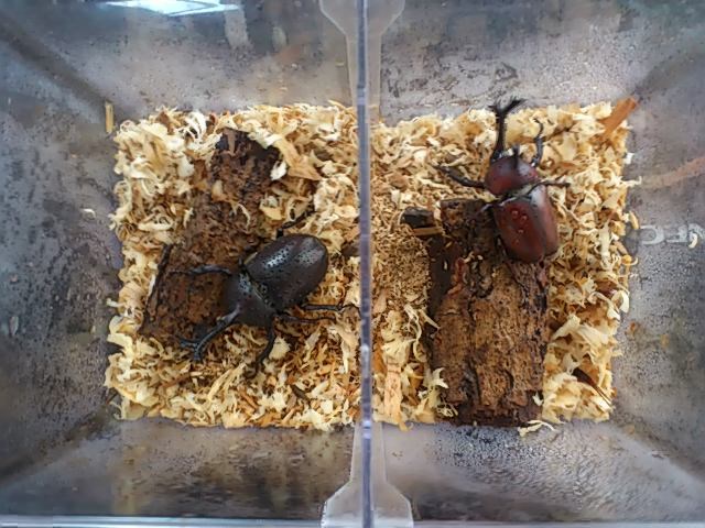 黒カブ 赤カブ スタッフ日記 タイヤ館 関越練馬 東京都のタイヤ カー用品ショップ タイヤからはじまる トータルカーメンテナンス タイヤ館グループ