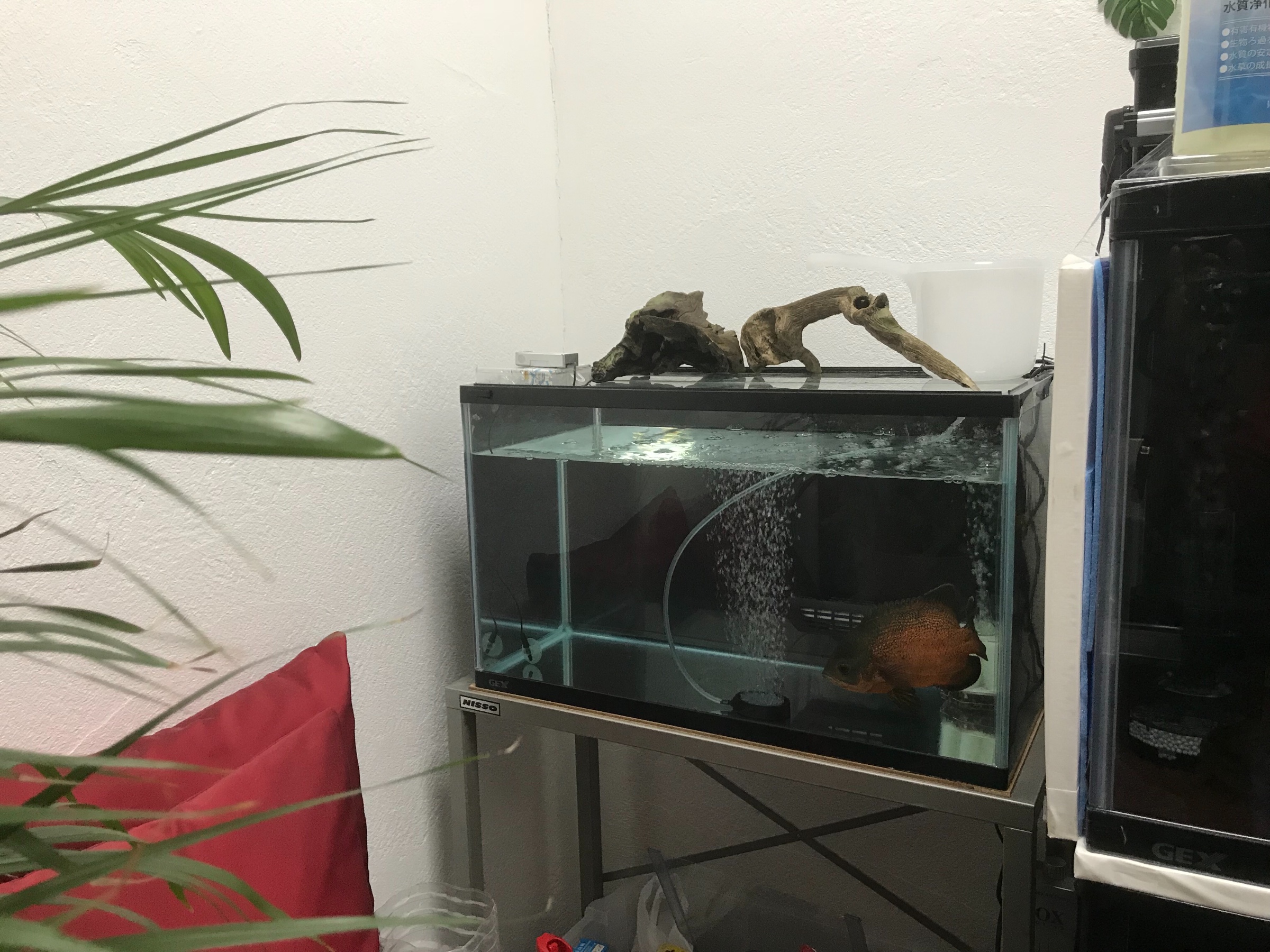 スタッフが撮影した写真です