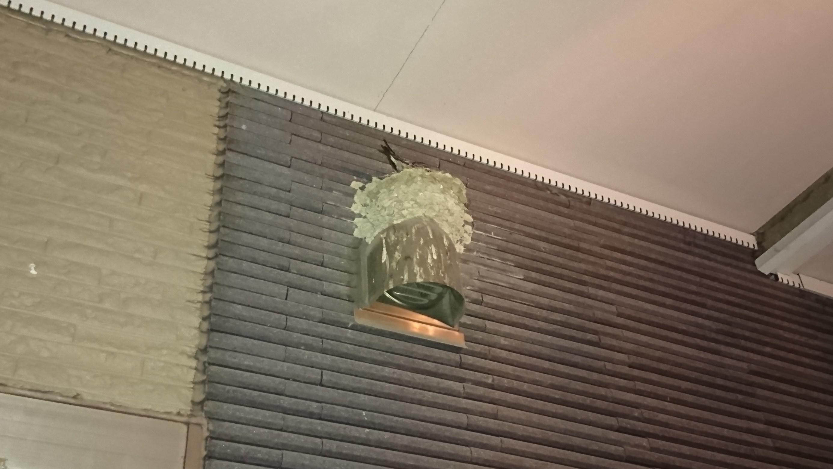 速報 ツバメ