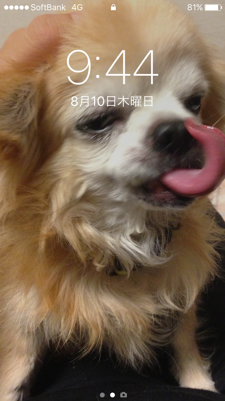 愛犬を待ち受け画面 スタッフ日記 タイヤ館 スズカ 愛知県 三重県のタイヤ カー用品ショップ タイヤからはじまる トータルカーメンテナンス タイヤ館グループ