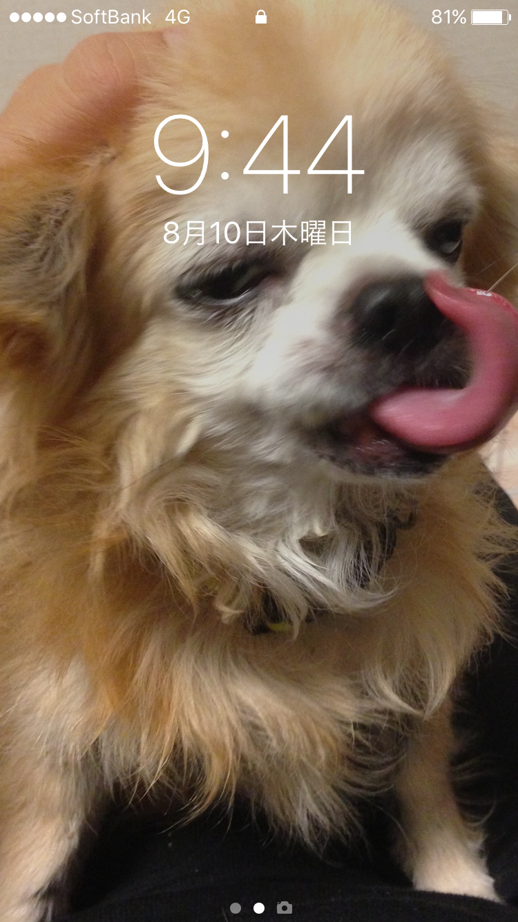 愛犬