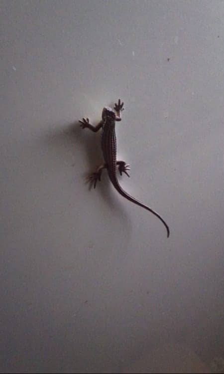 に ヤモリ たら 家 が 出