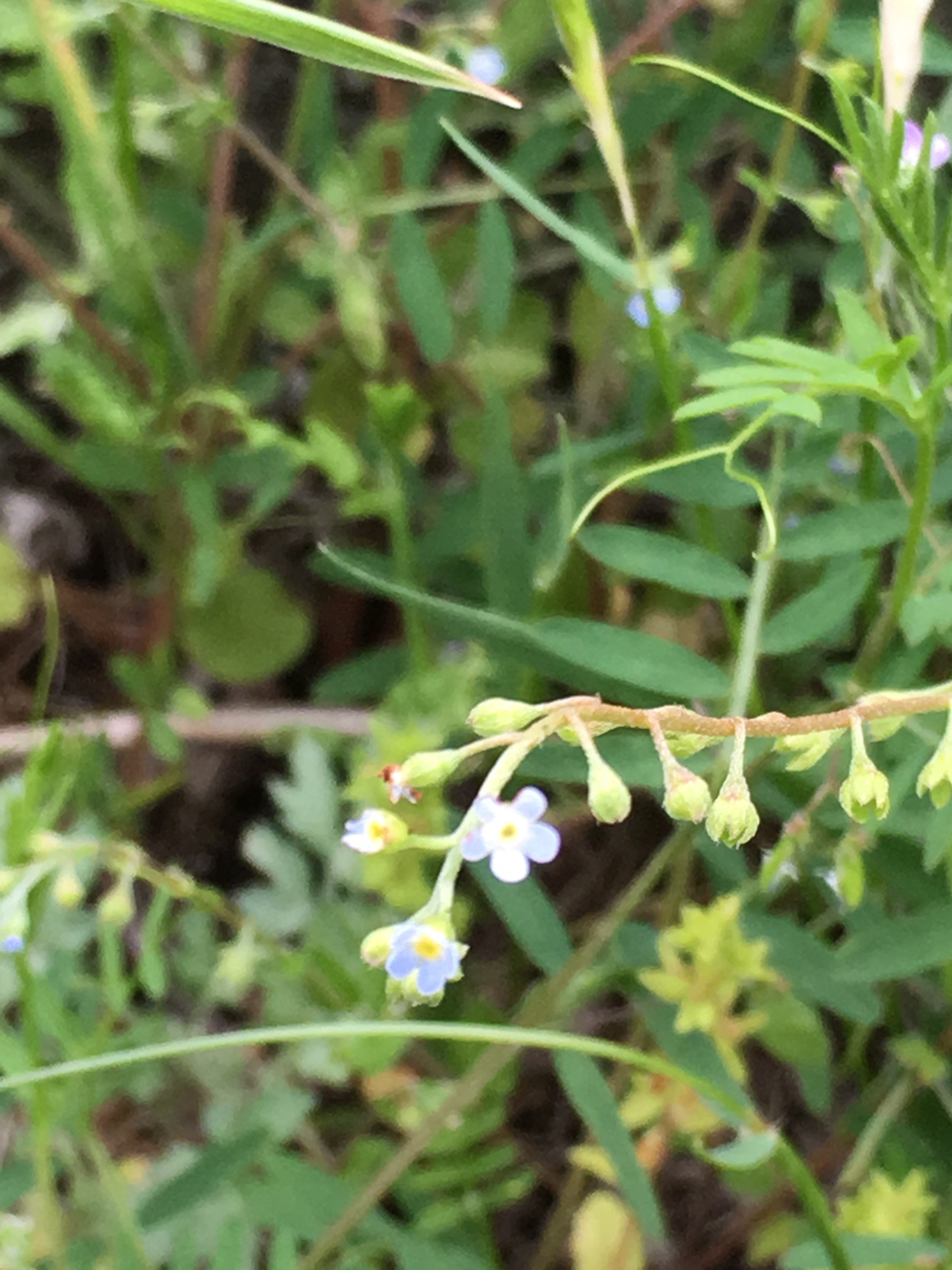 好きな雑草の花 スタッフブログ タイヤ館 矢賀 タイヤからはじまる トータルカーメンテナンス タイヤ館グループ