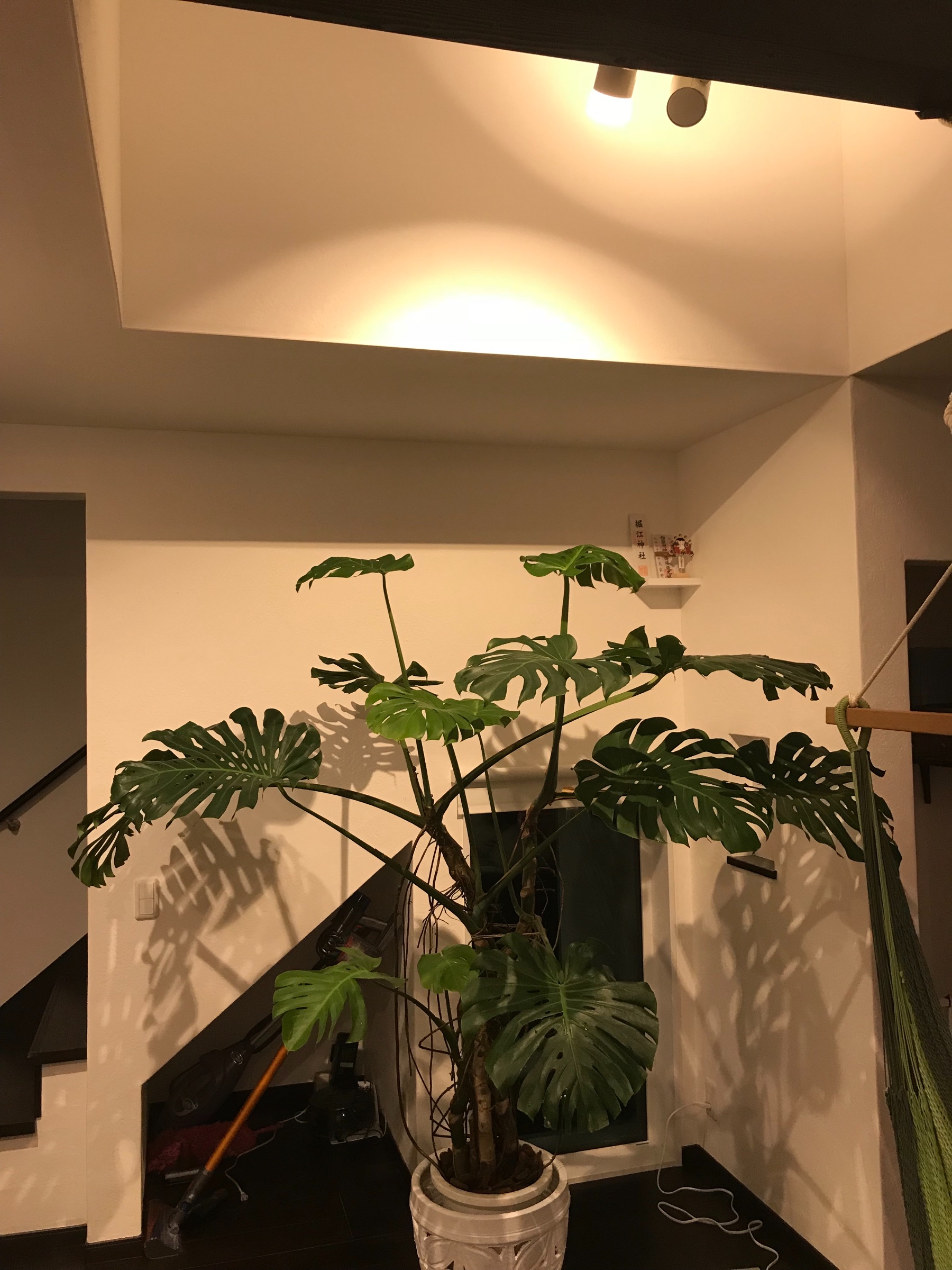 スタッフが撮影した写真です