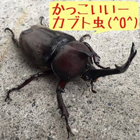 かっこいいーカブト虫 O スタッフ日記 タイヤ館 岩国 タイヤからはじまる トータルカーメンテナンス タイヤ館グループ