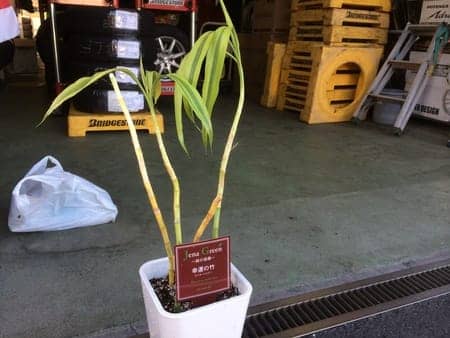 ミリオン ラッキー バンブー再生 スタッフ日記 タイヤ館 三鷹 東京都のタイヤ カー用品ショップ タイヤからはじまる トータルカーメンテナンス タイヤ館グループ