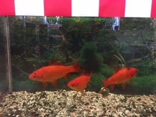 金魚 スタッフ日記 タイヤ館 出水 タイヤからはじまる トータルカーメンテナンス タイヤ館グループ