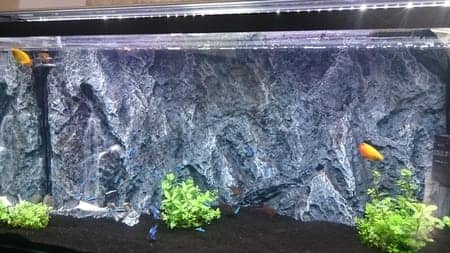 神業 熱帯魚 水槽 ｄｙｉ スタッフ日記 タイヤ館 すわ タイヤからはじまる トータルカーメンテナンス タイヤ館グループ