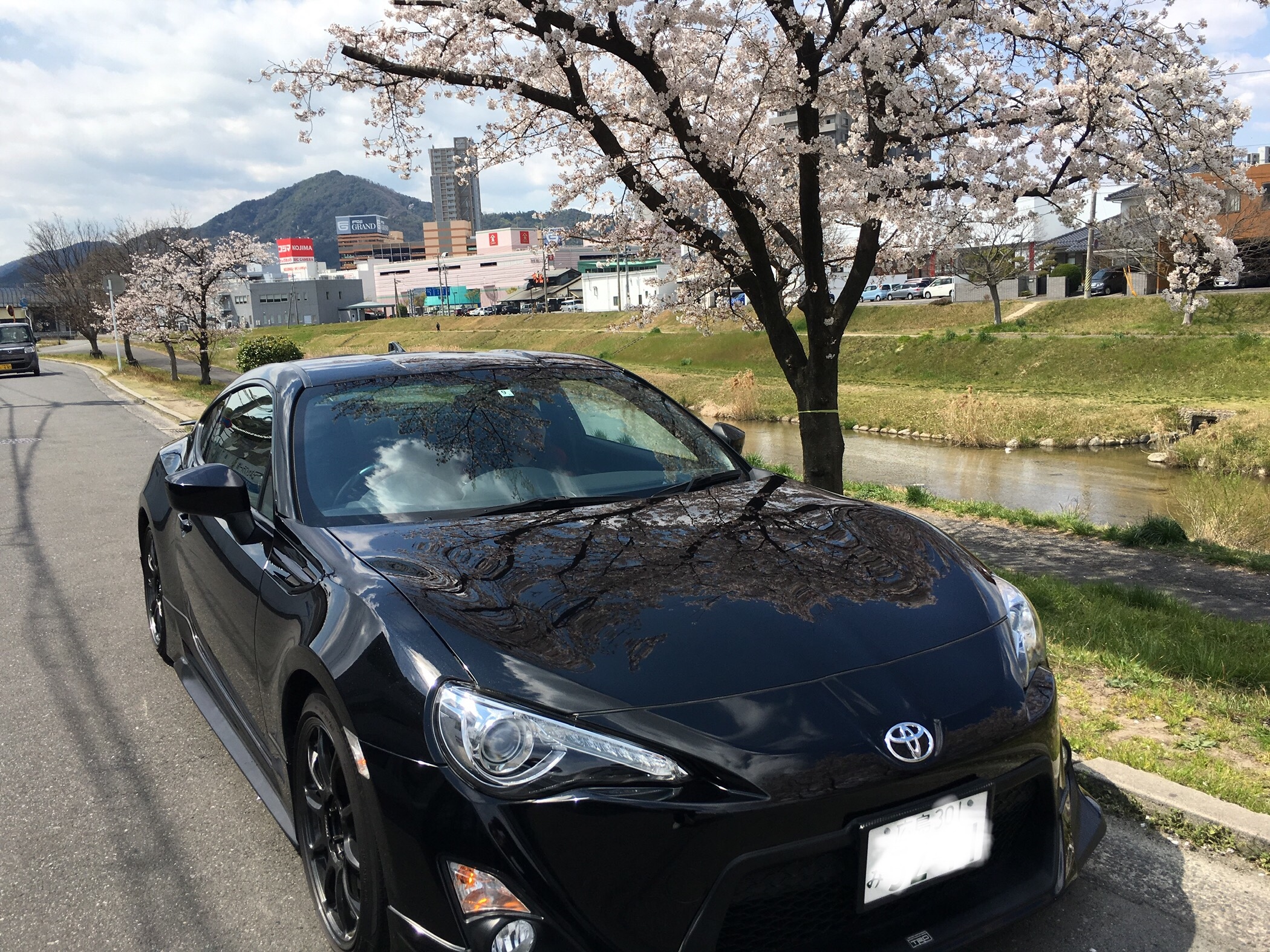 桜