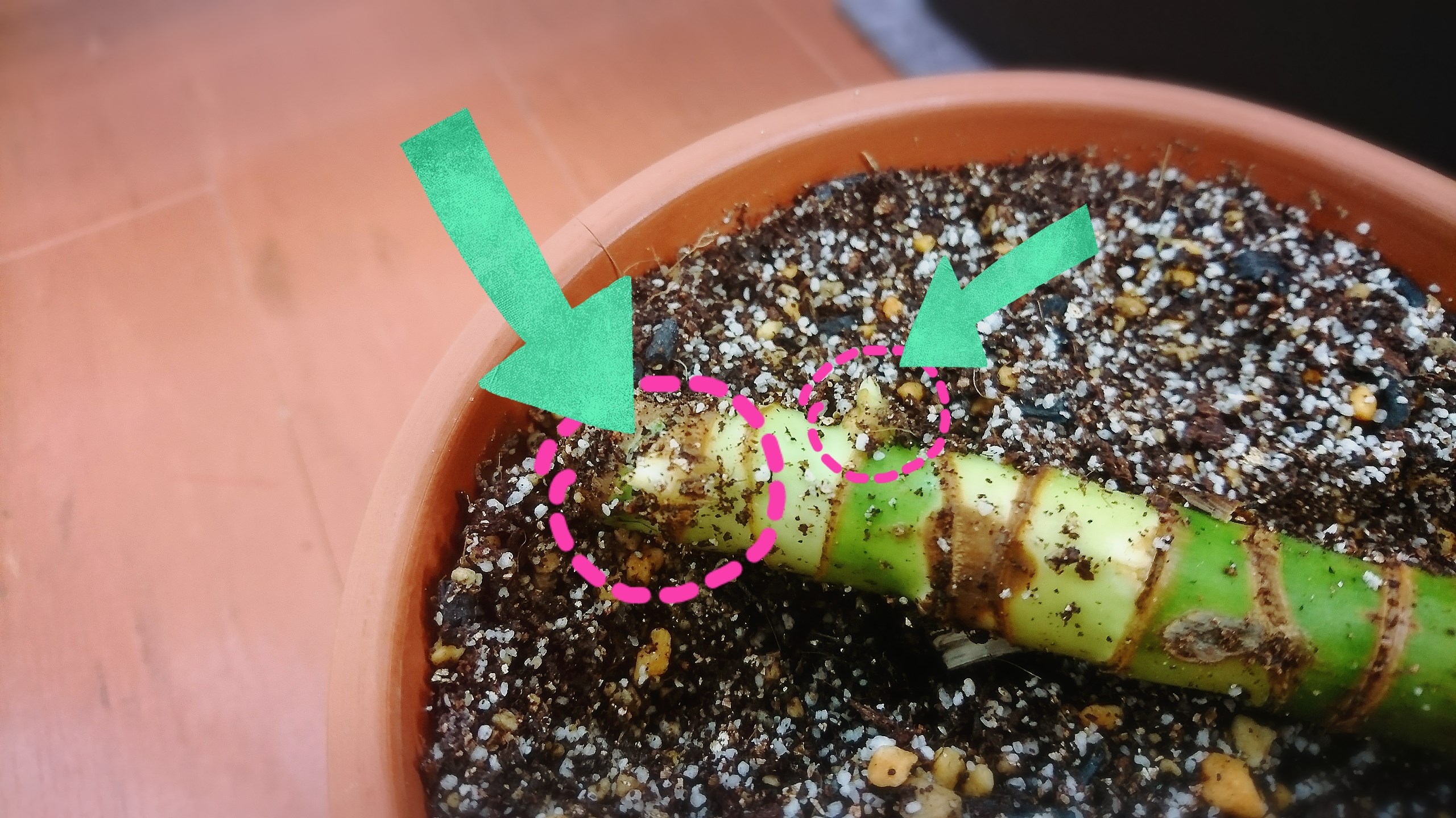 こちらは根っこ側