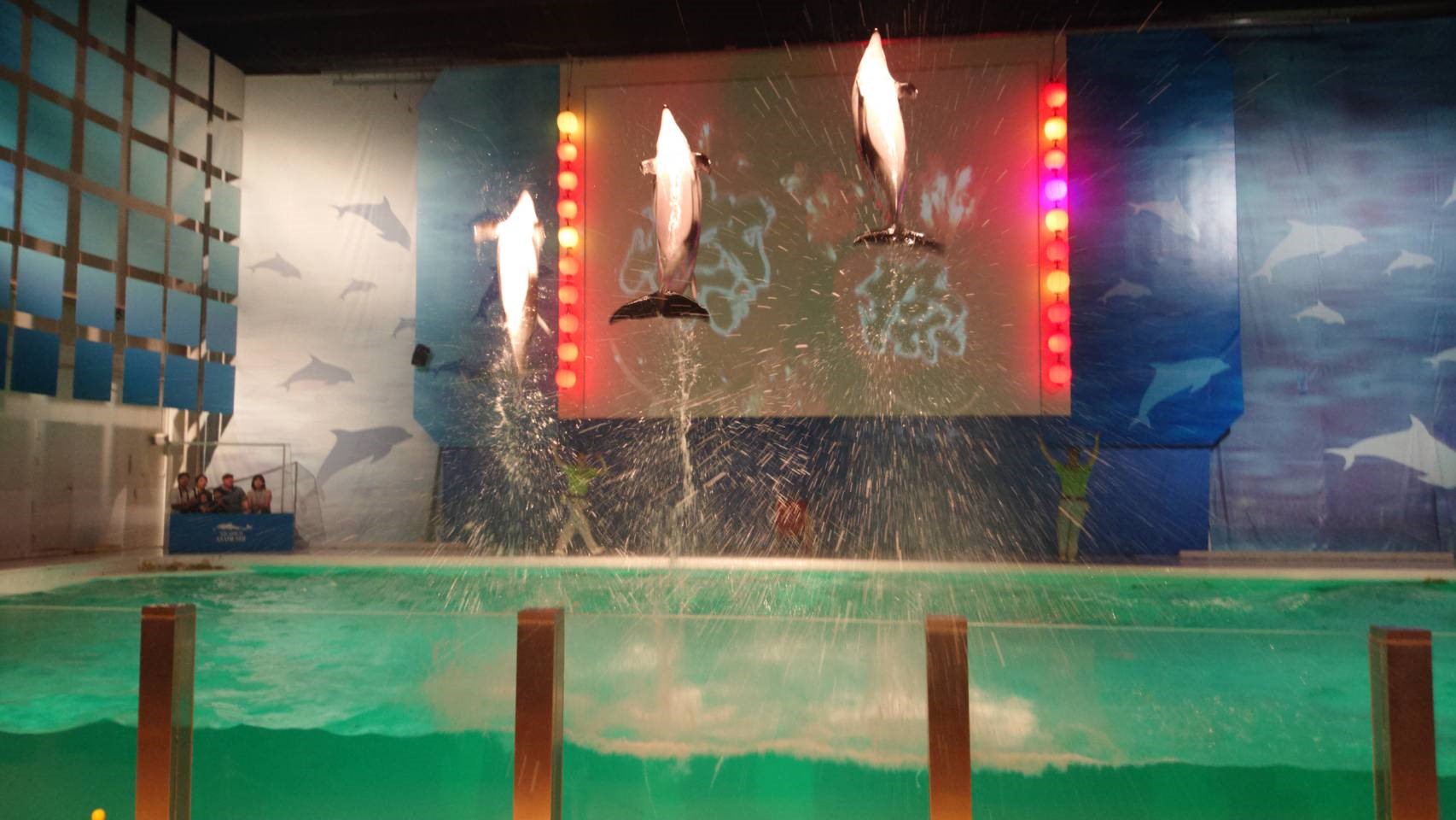 浅虫水族館イルカショー　イルカ三連ジャンプ　（浅虫水族館確認済み）