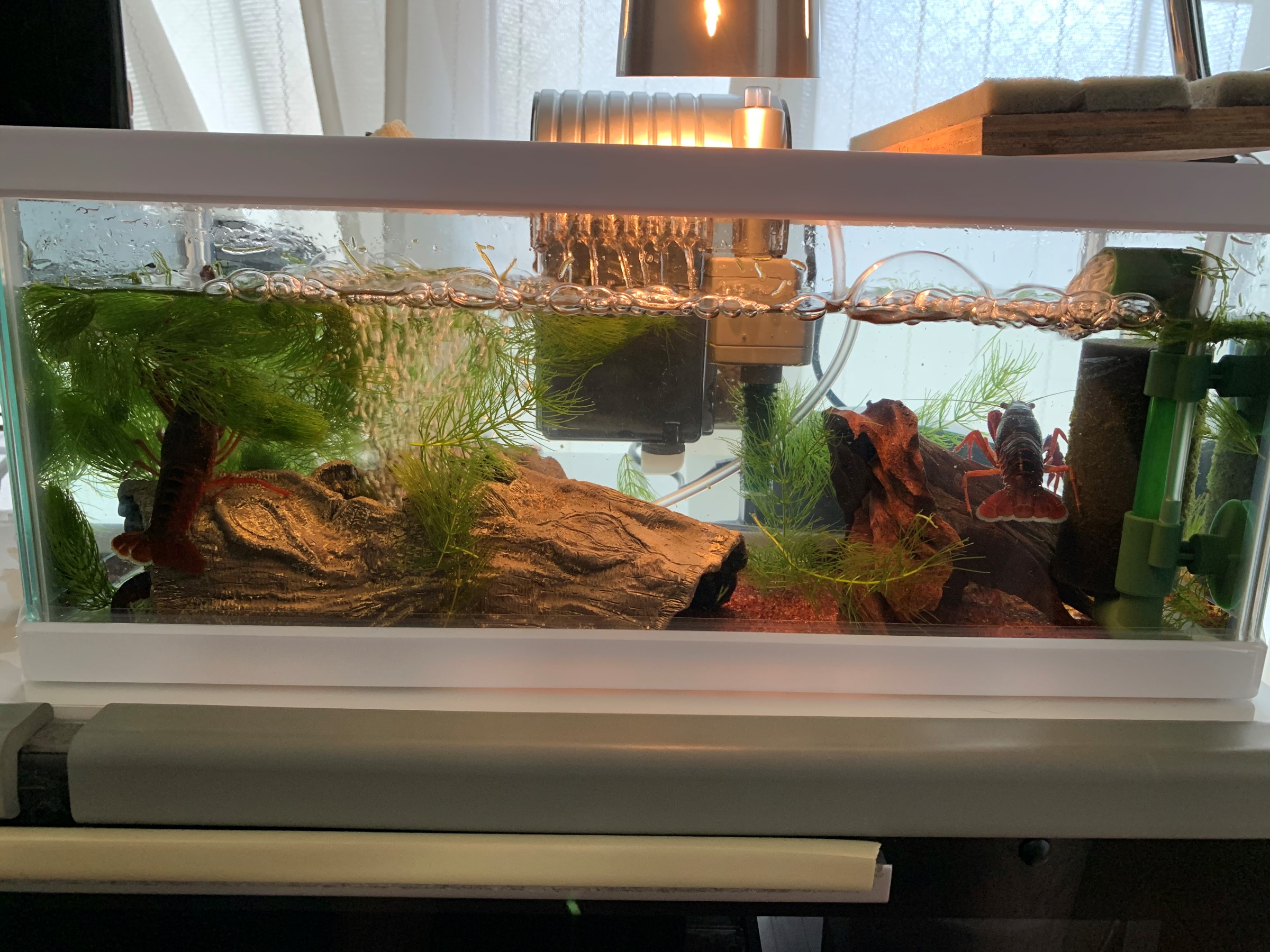 ザリガニのお家が出来ました スタッフ日記 タイヤ館 関越練馬 東京都のタイヤ カー用品ショップ タイヤからはじまる トータルカーメンテナンス タイヤ館グループ