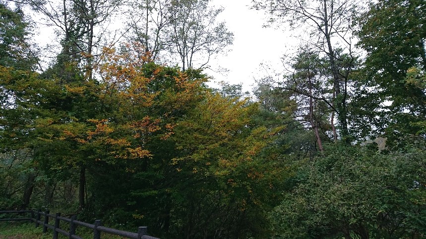 紅葉の様子　ちょっと色づき始めました。