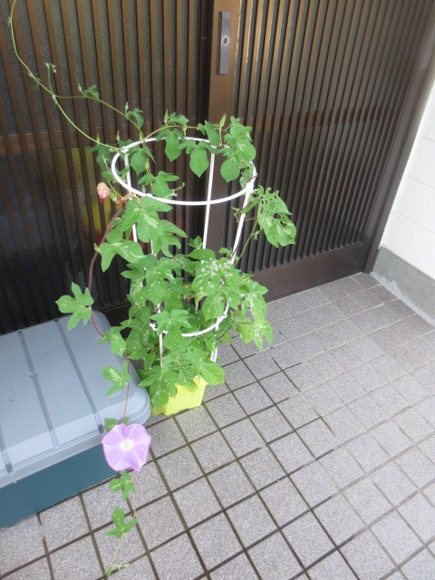 咲いた！