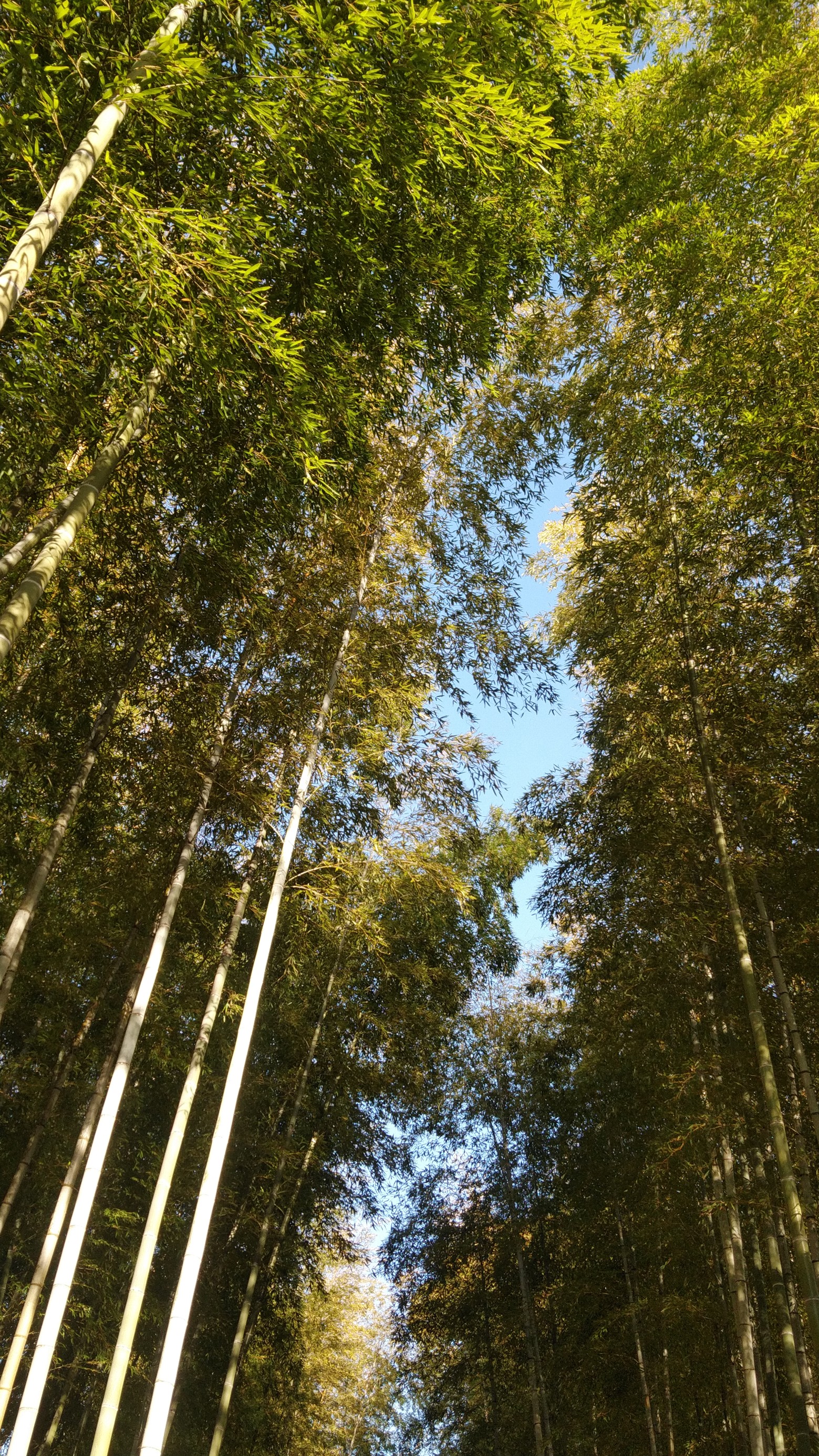 温泉場の竹林の小道