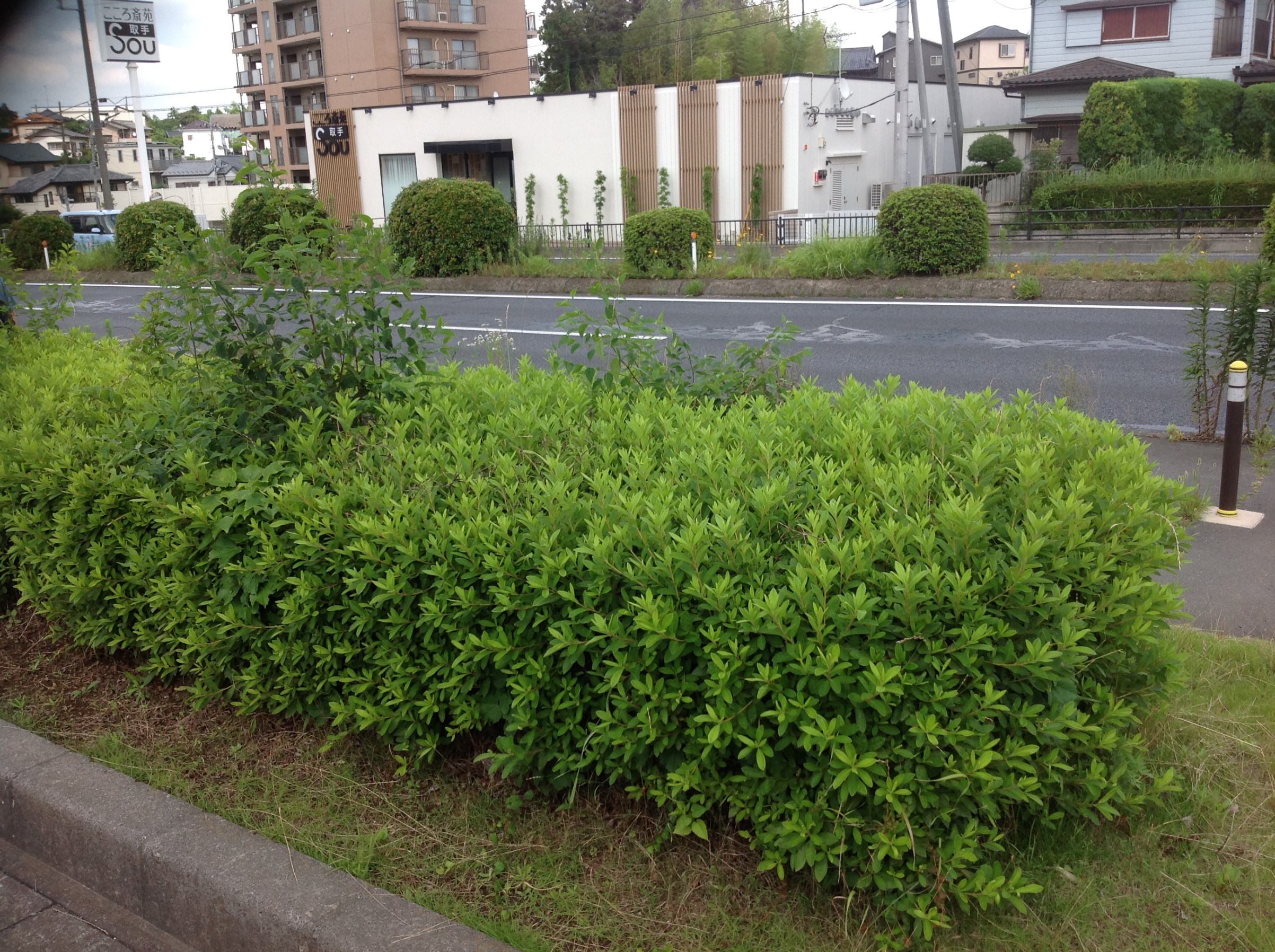 植木刈り込み スタッフ日記 タイヤ館 取手 茨城県のタイヤ カー用品ショップ タイヤからはじまる トータルカーメンテナンス タイヤ館グループ