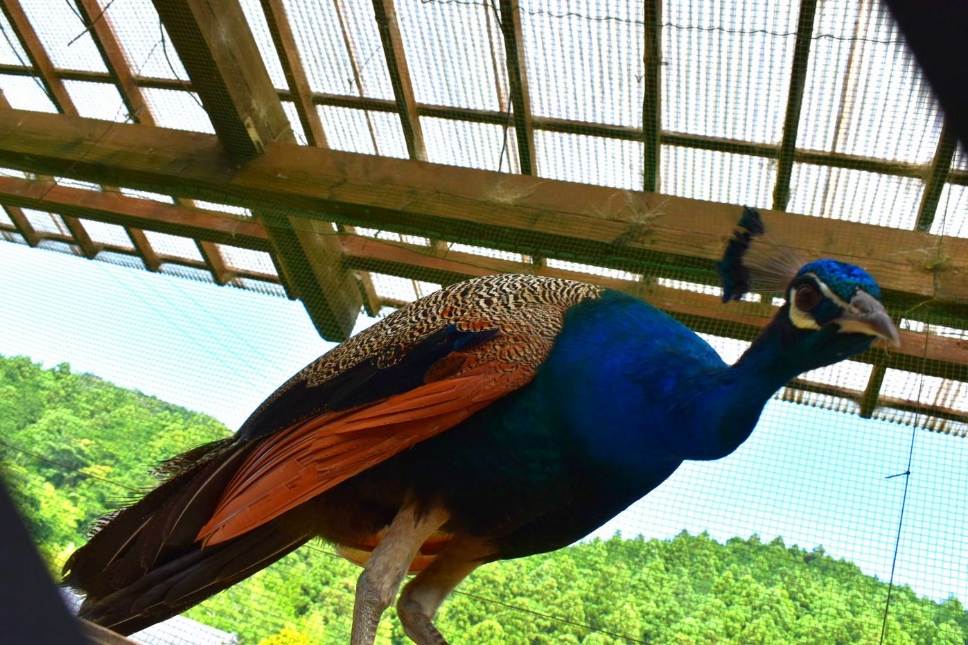鳥に癒されて来ました スタッフ日記 タイヤ館 半田山 タイヤからはじまる トータルカーメンテナンス タイヤ館グループ