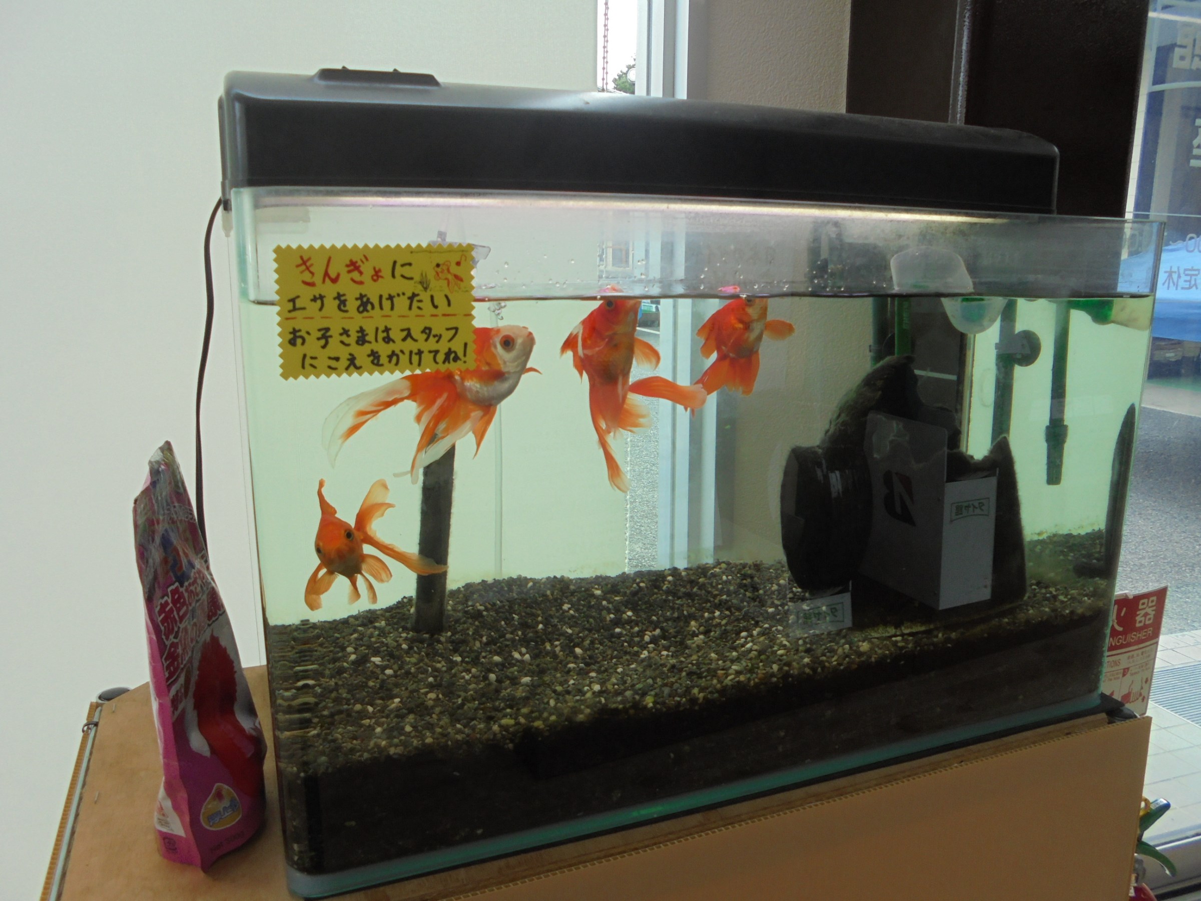 金魚にエサやり体験できます スタッフ日記 タイヤ館 新座 タイヤからはじまる トータルカーメンテナンス タイヤ館グループ