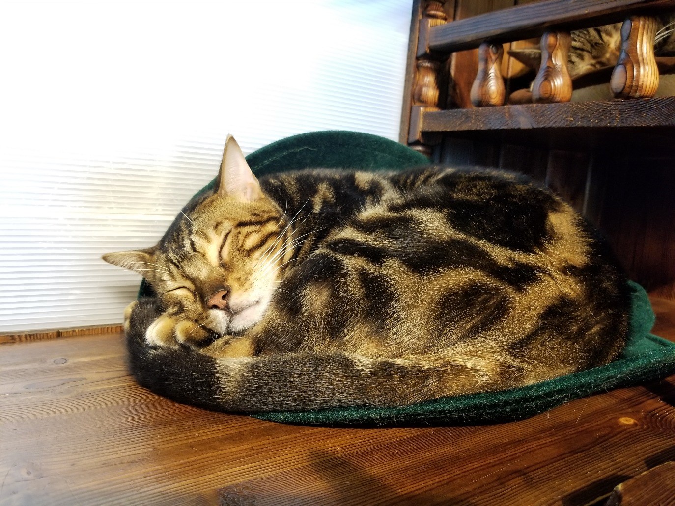 チェシャ猫・ぱてぃん様専用ページ