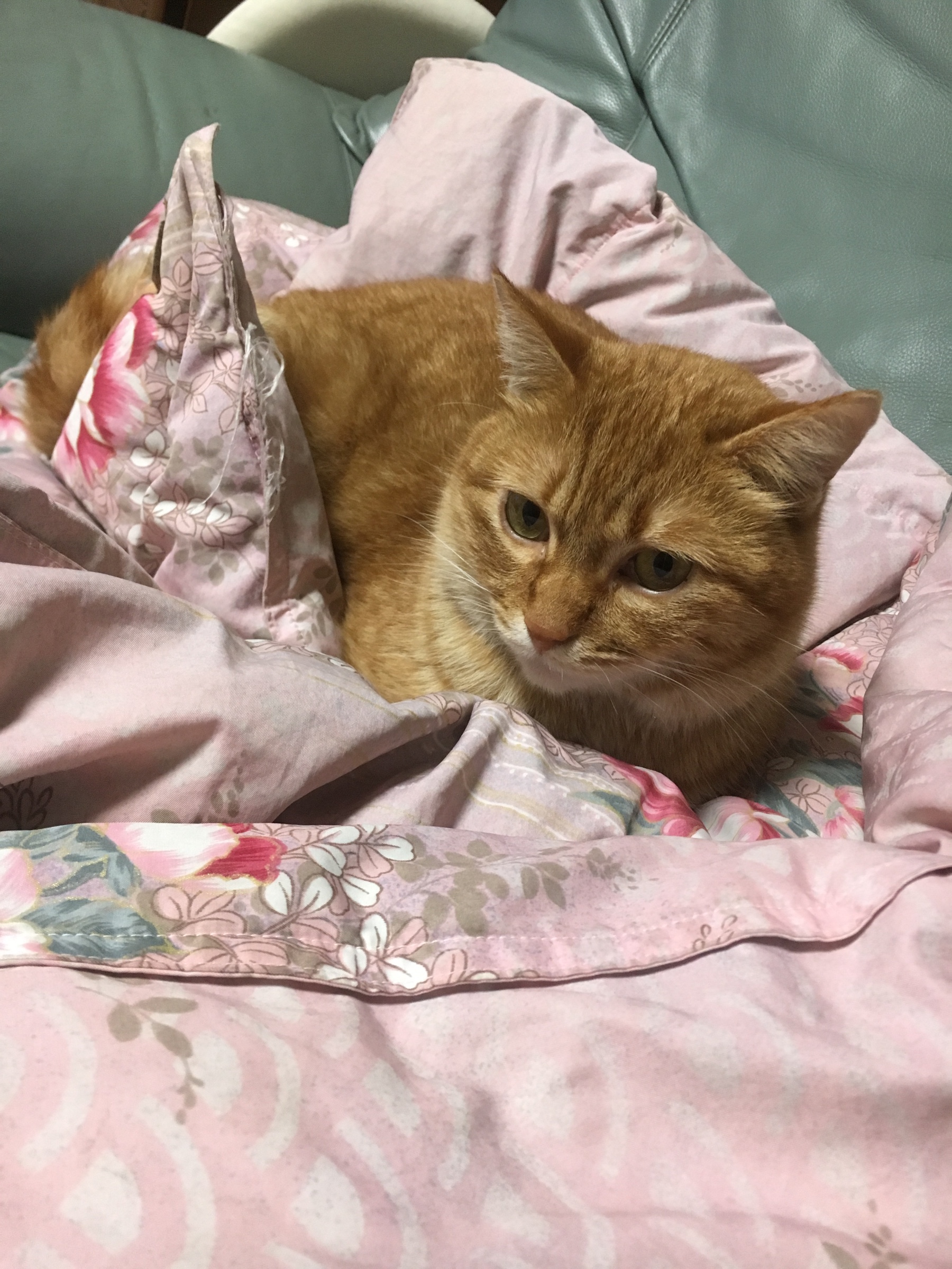 猫