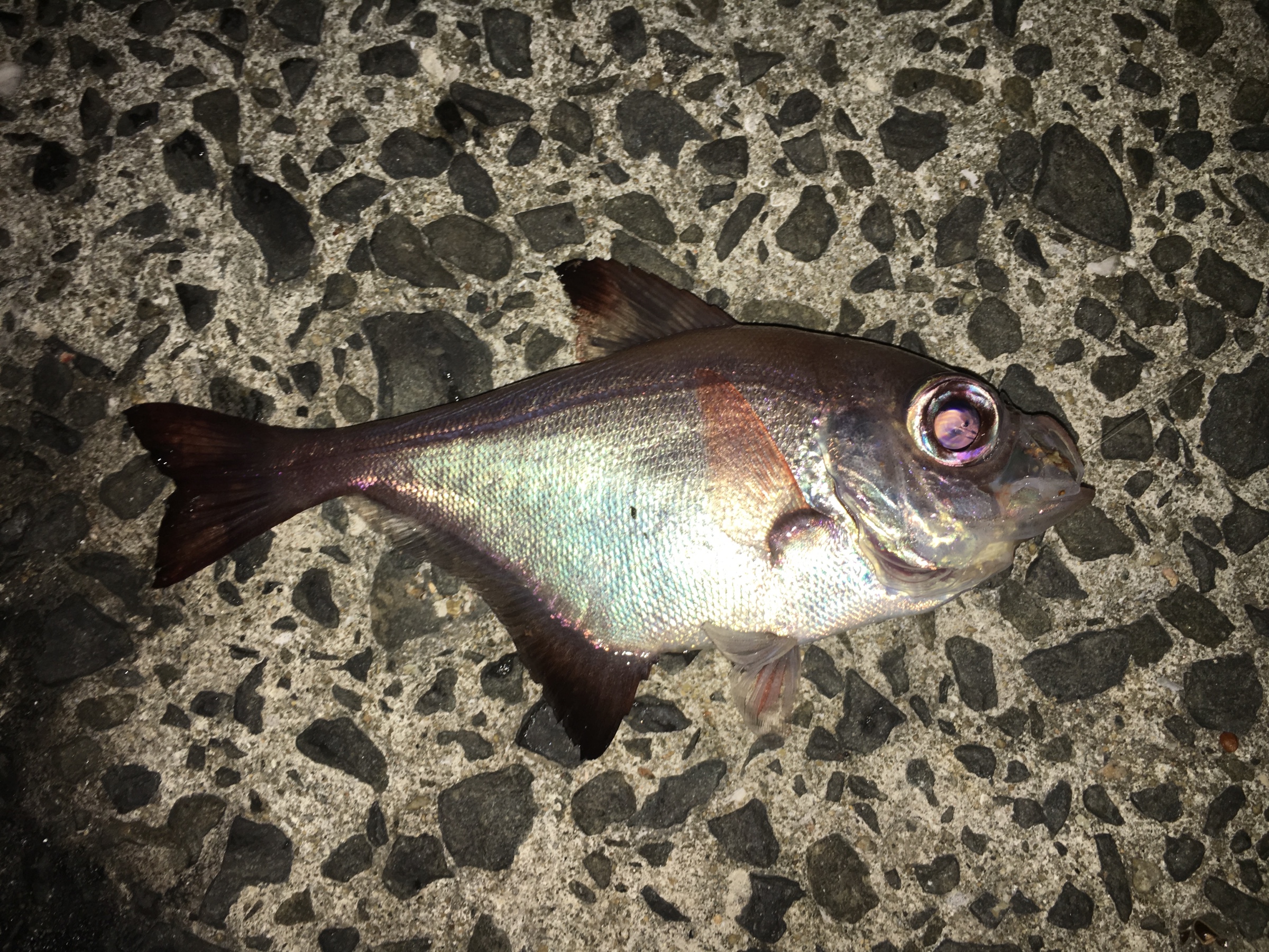 月に一度の 楽しい呼子釣行 スタッフブログ タイヤ館 福岡東 タイヤからはじまる トータルカーメンテナンス タイヤ館グループ