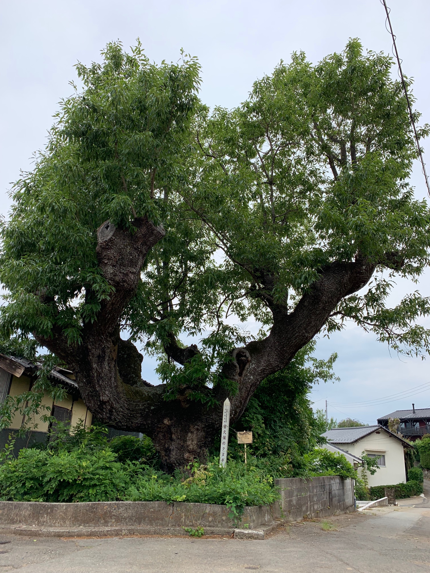 クワガタ採集旅 山梨編 スタッフ日記 タイヤ館 勝田台 千葉県のタイヤ カー用品ショップ タイヤからはじまる トータルカーメンテナンス タイヤ館グループ