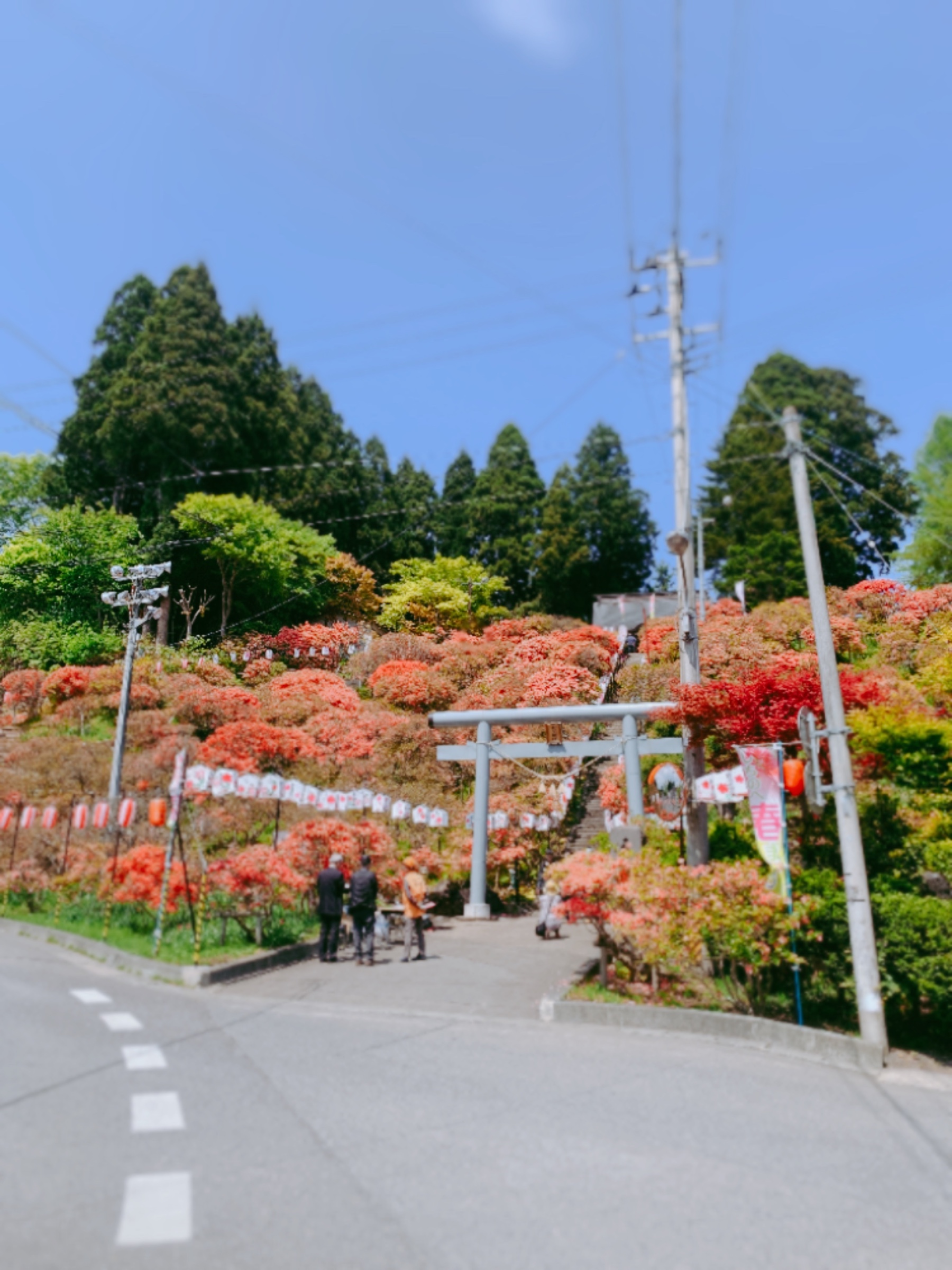 スタッフが撮影した画像です