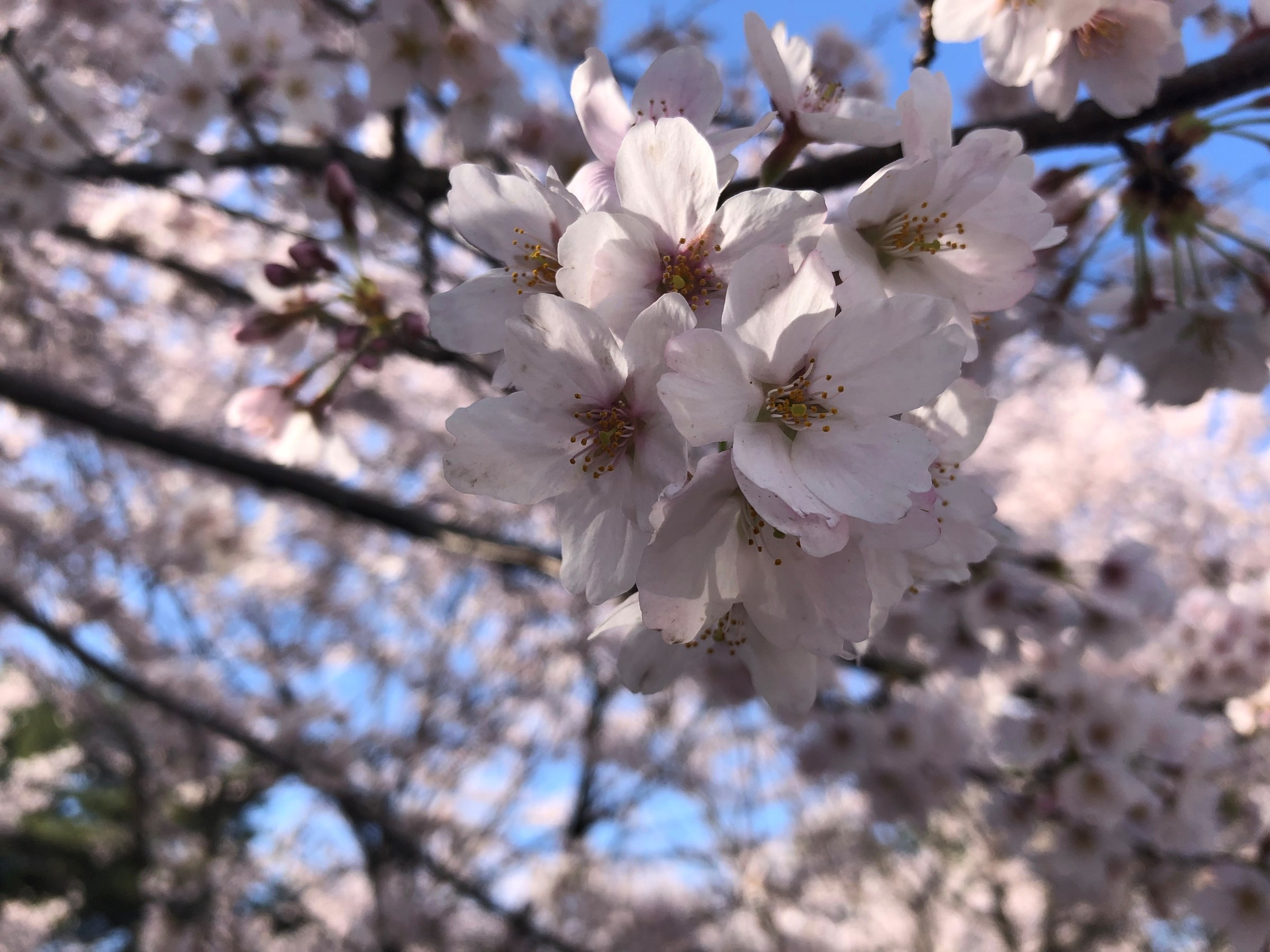 雪と桜 スタッフ日記 タイヤ館 宇都宮北 タイヤからはじまる トータルカーメンテナンス タイヤ館グループ