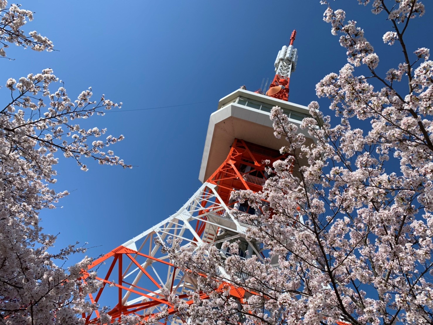 雪と桜 スタッフ日記 タイヤ館 宇都宮北 タイヤからはじまる トータルカーメンテナンス タイヤ館グループ