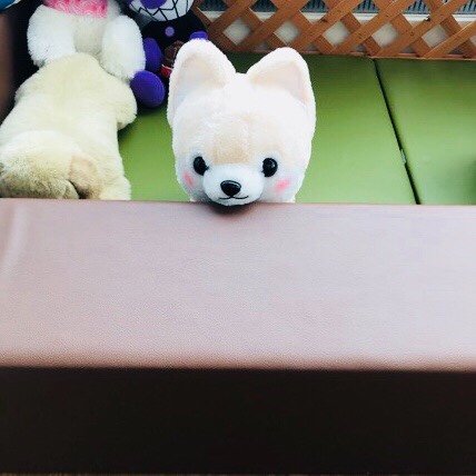 スタッフが撮影した画像です。