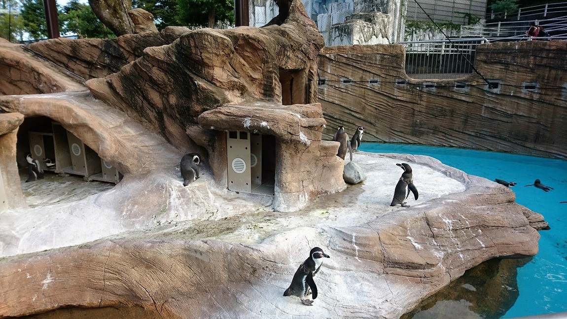 ゴリラ復活から2回目の東山動物園 スタッフ日記 タイヤ館 南陽 愛知県 三重県のタイヤ カー用品ショップ タイヤからはじまる トータルカーメンテナンス タイヤ館グループ