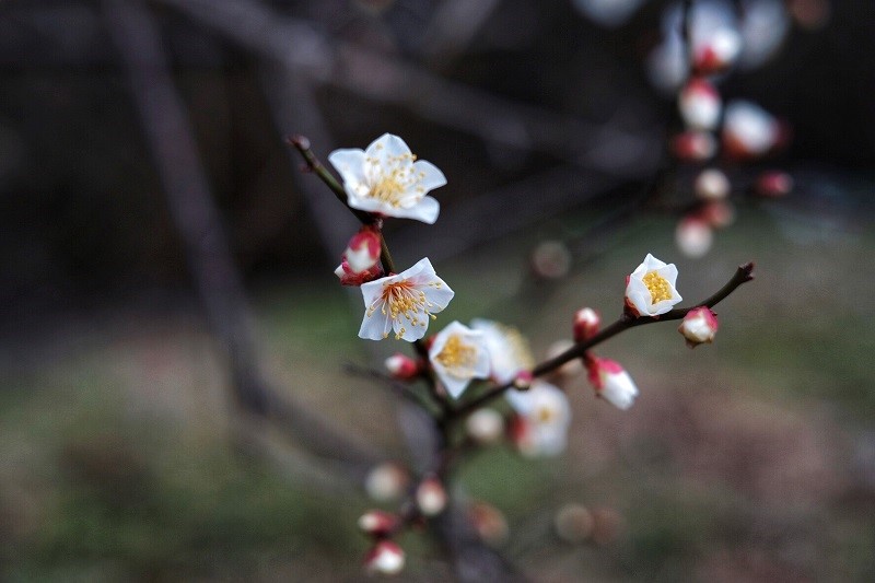 ☆梅の花☆  スタッフ日記  タイヤ館 諫早  タイヤからはじまる 