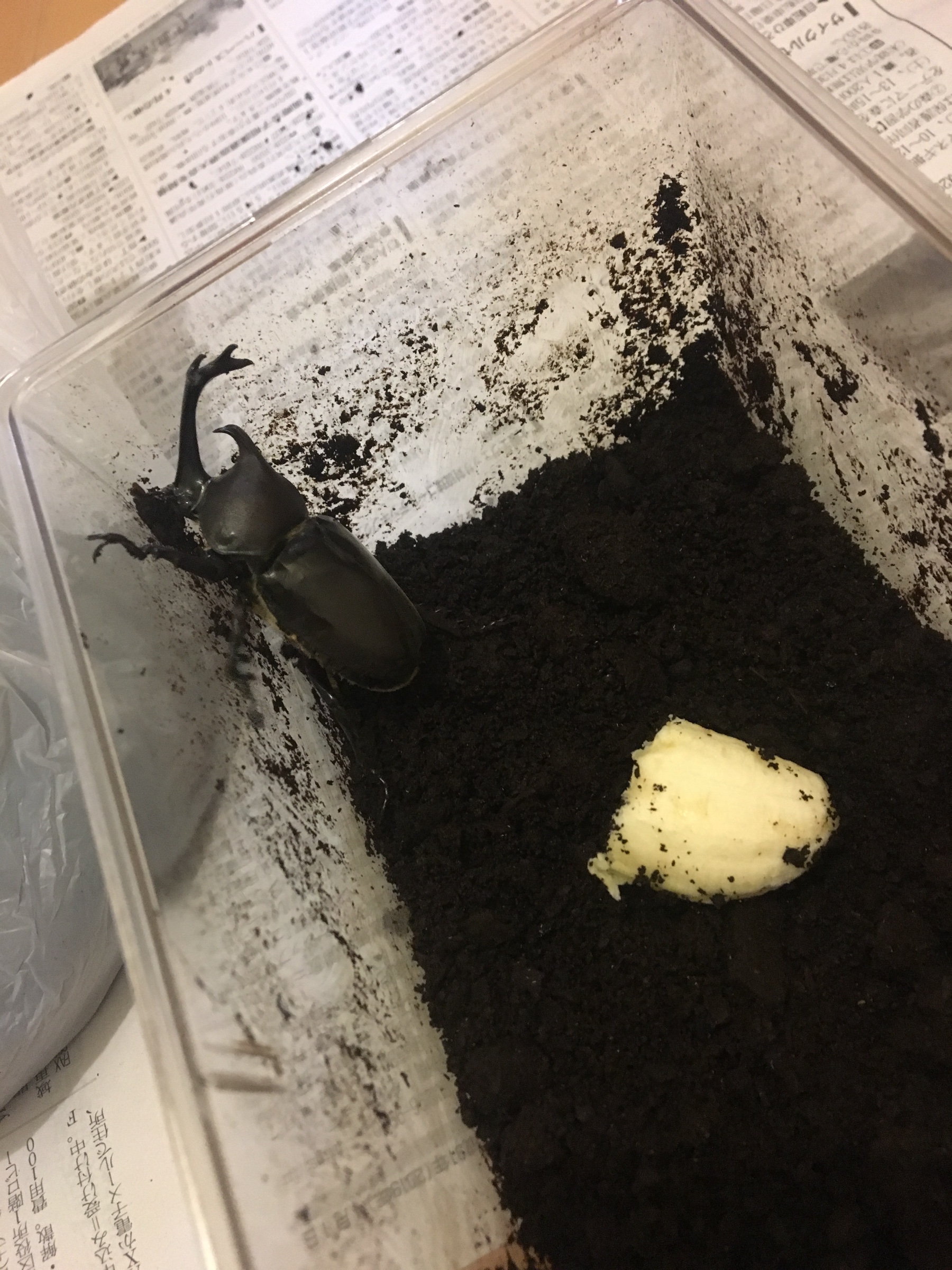 カブトムシ スタッフ日記 タイヤ館 堺 大阪府 和歌山県のタイヤからはじまる トータルカーメンテナンス タイヤ館グループ