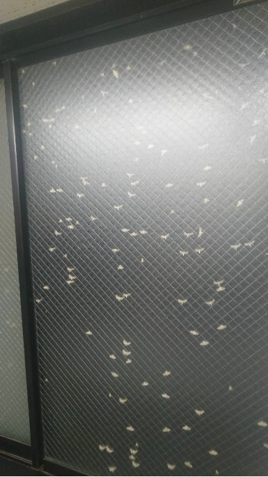 閲覧注意 虫 あぁ窓に 窓に スタッフ日記 タイヤ館 小諸 タイヤからはじまる トータルカーメンテナンス タイヤ館グループ