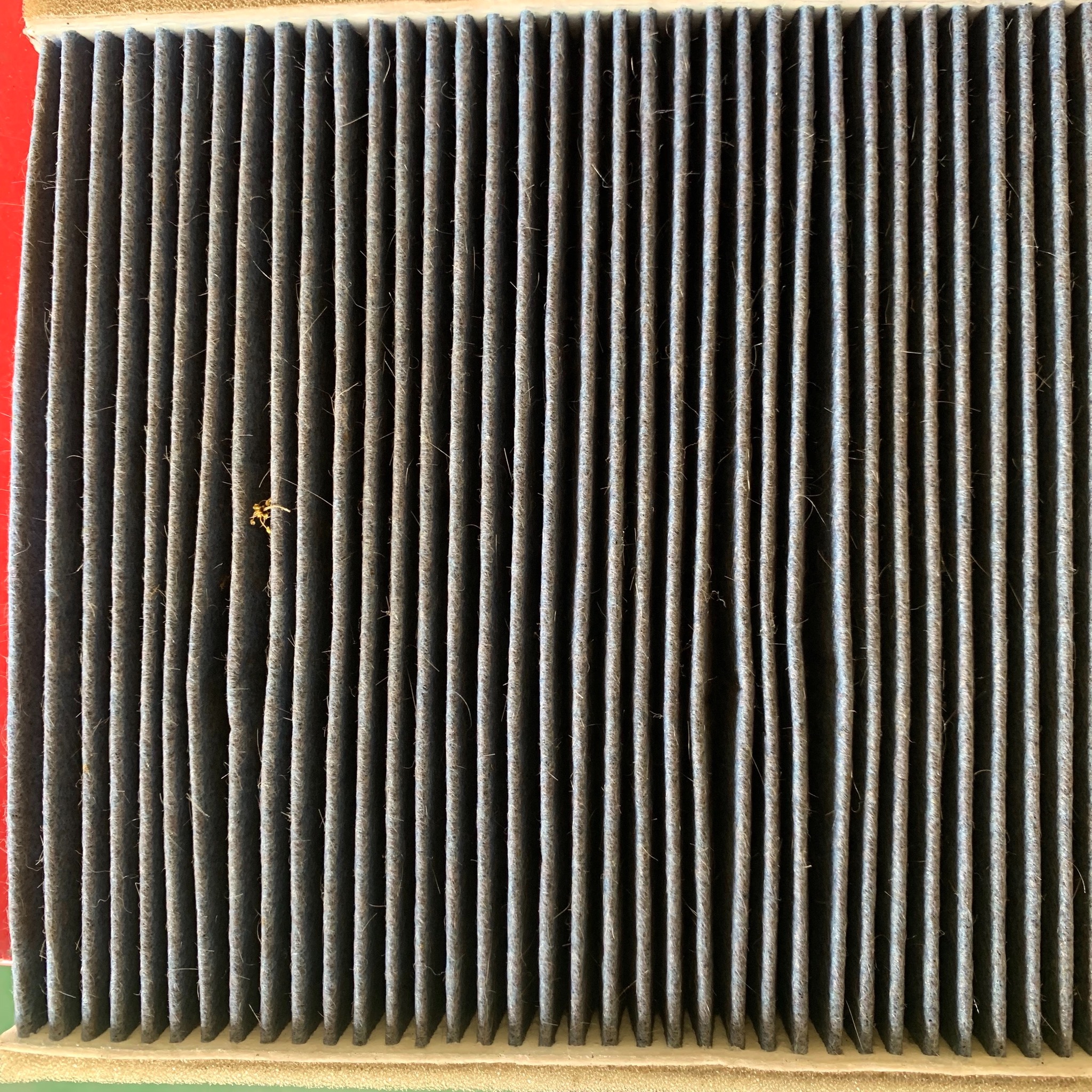 スタッフが撮影した画像です