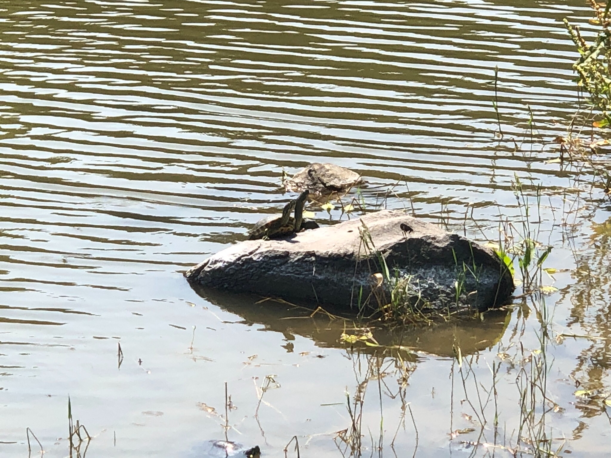 大村公園散策、そして猫  スタッフブログ  タイヤ館 武雄  タイヤ 