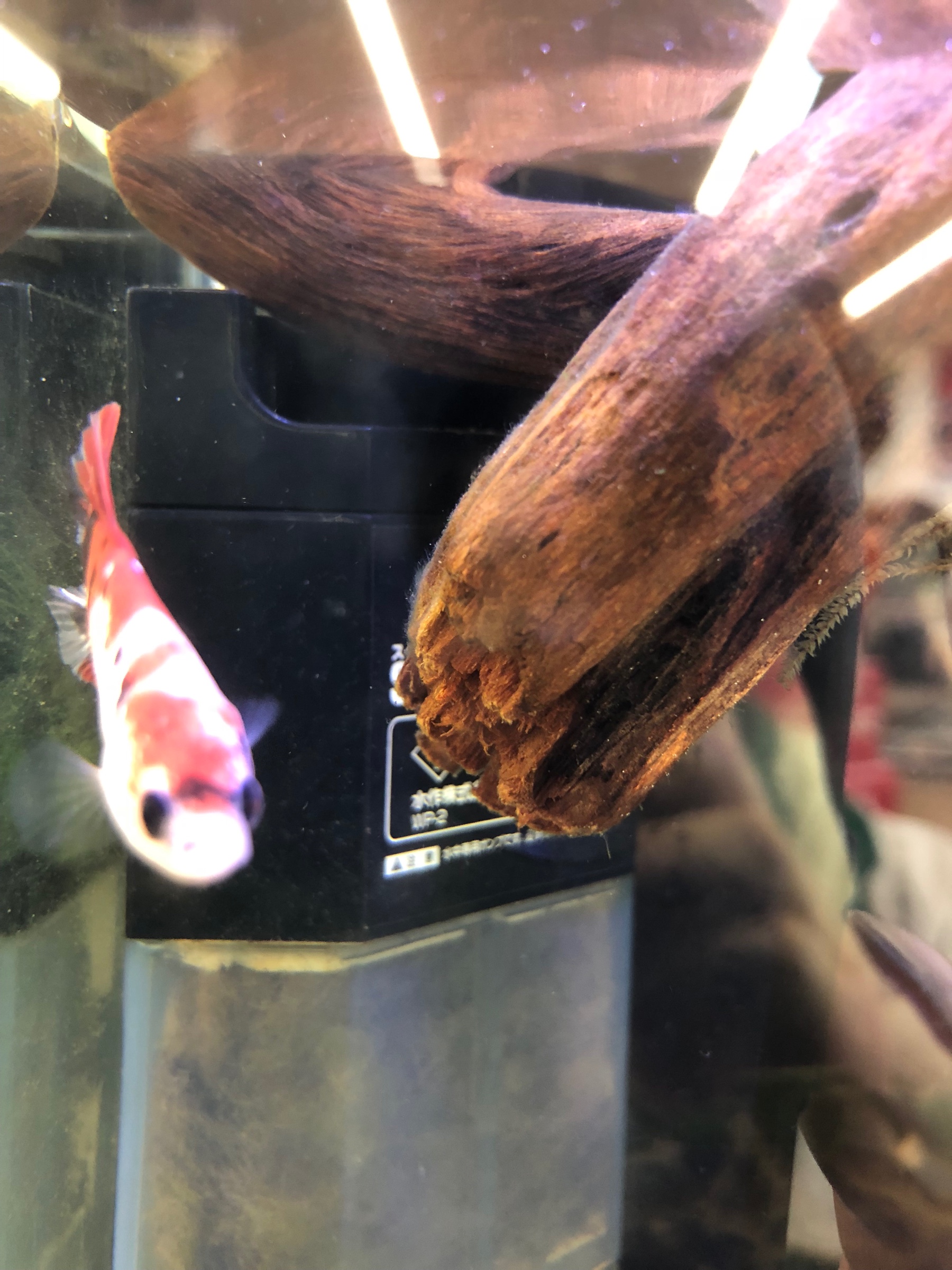 自分が撮影してます