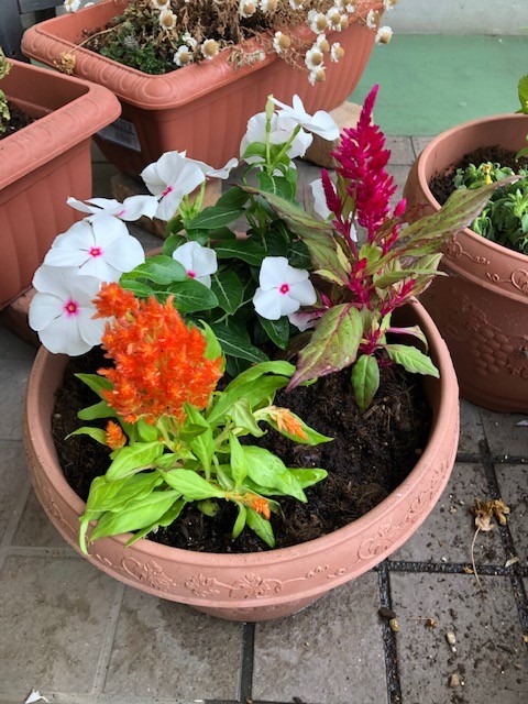 鉢植え