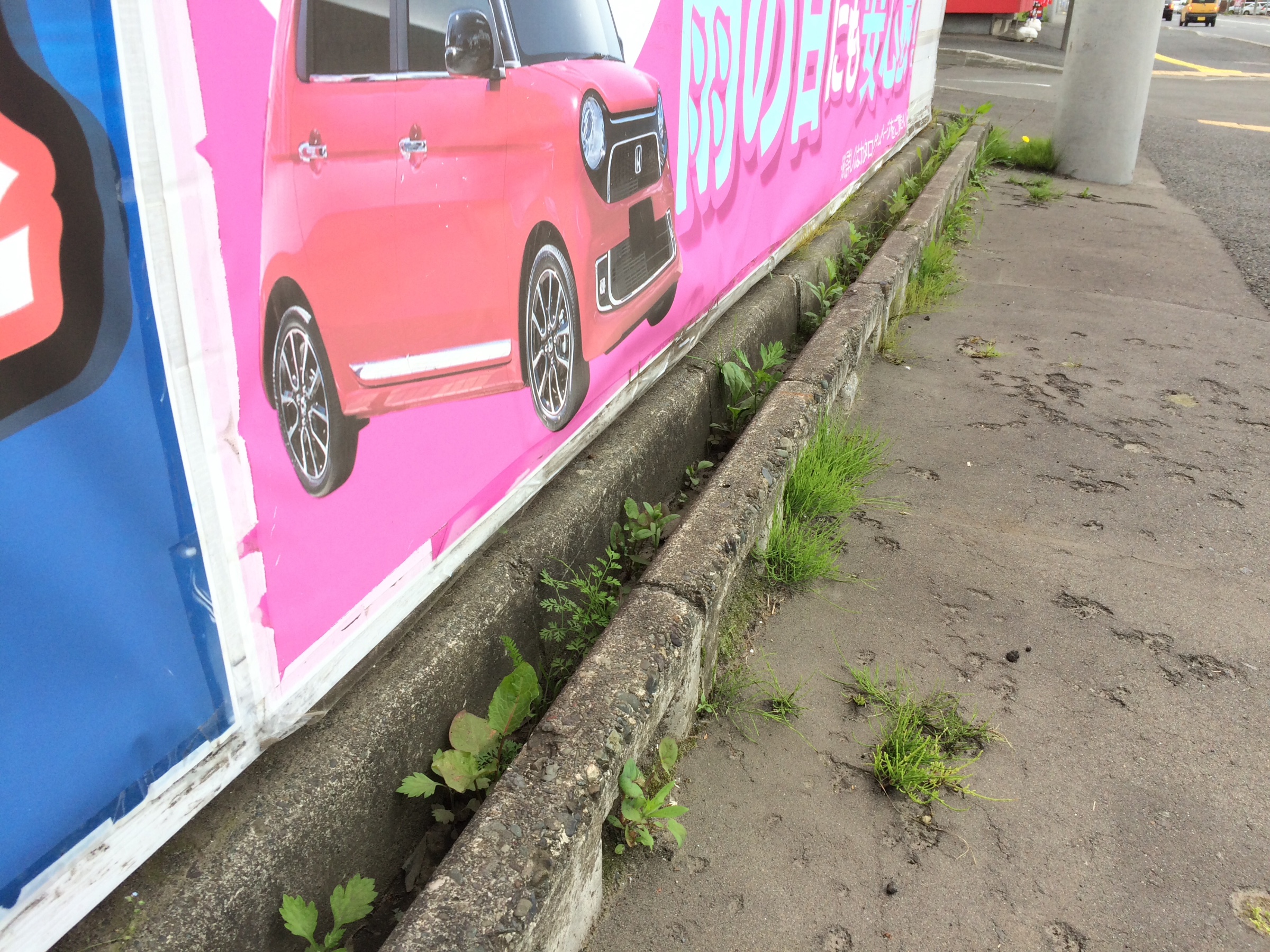 道路沿いが草でボーボー スタッフ日記 タイヤ館 手稲 タイヤからはじまる トータルカーメンテナンス タイヤ館グループ