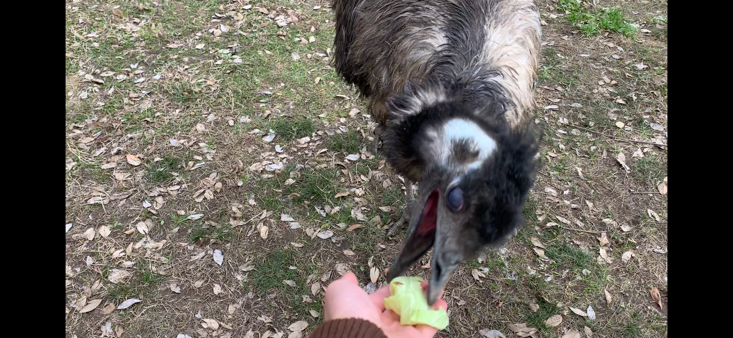 ダチョウ王国と東京ドイツ村 スタッフ日記 タイヤ館 勝田台 千葉県のタイヤ カー用品ショップ タイヤからはじまる トータルカーメンテナンス タイヤ館グループ