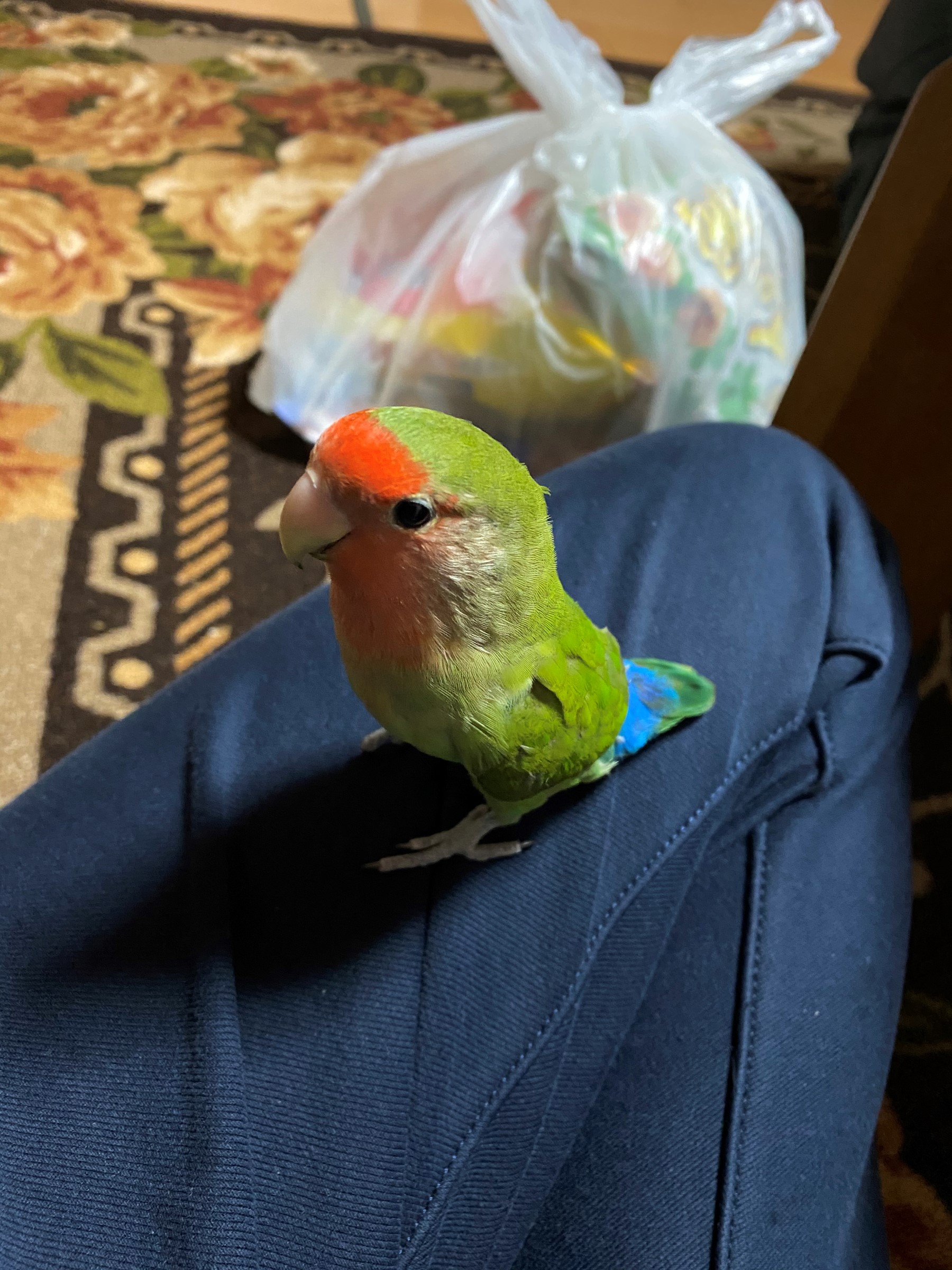 桜インコ スタッフ日記 タイヤ館 新川駅前 タイヤからはじまる トータルカーメンテナンス タイヤ館グループ