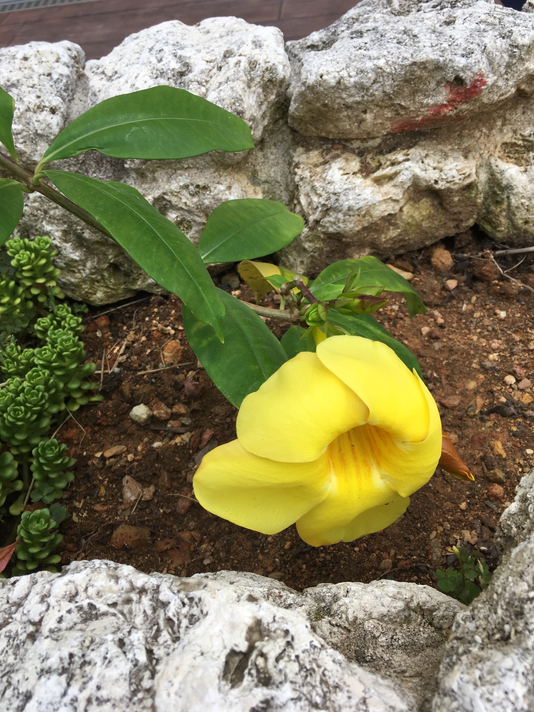 アリアケカズラの開花 スタッフ日記 タイヤ館 牧港