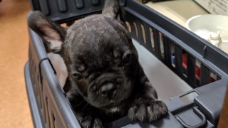 動画