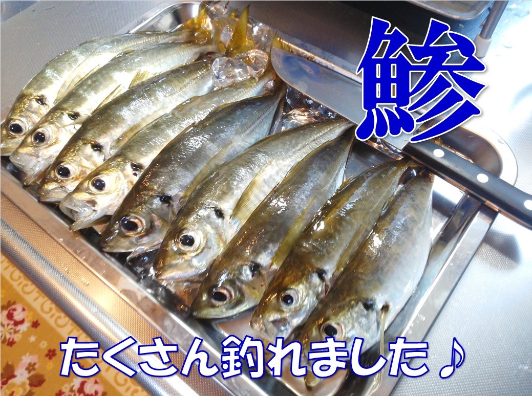 鯵 アジ の握り寿司 アジフライ スタッフ日記 タイヤ館 コマツ 石川県 福井県のタイヤ カー用品ショップ タイヤからはじまる トータルカーメンテナンス タイヤ館グループ