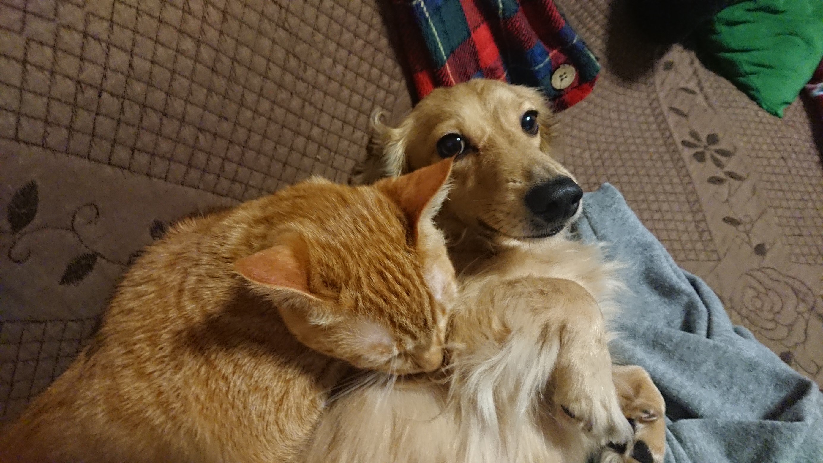 仲良し犬猫 スタッフ日記 タイヤ館 おのみち タイヤからはじまる トータルカーメンテナンス タイヤ館グループ