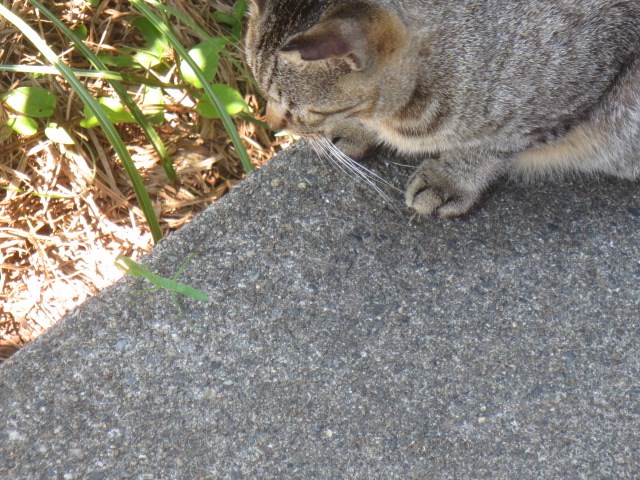 猫ＶＳカマキリ