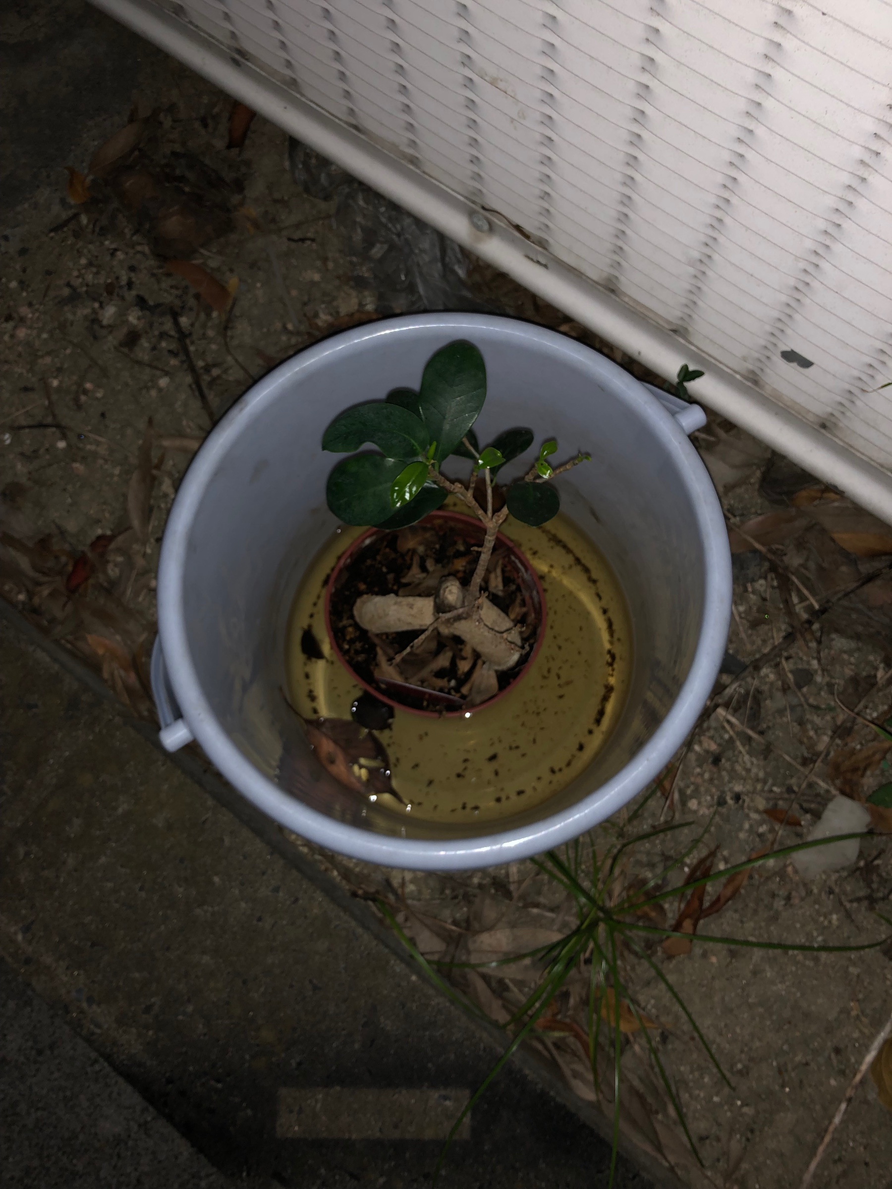 自分が撮影してます
