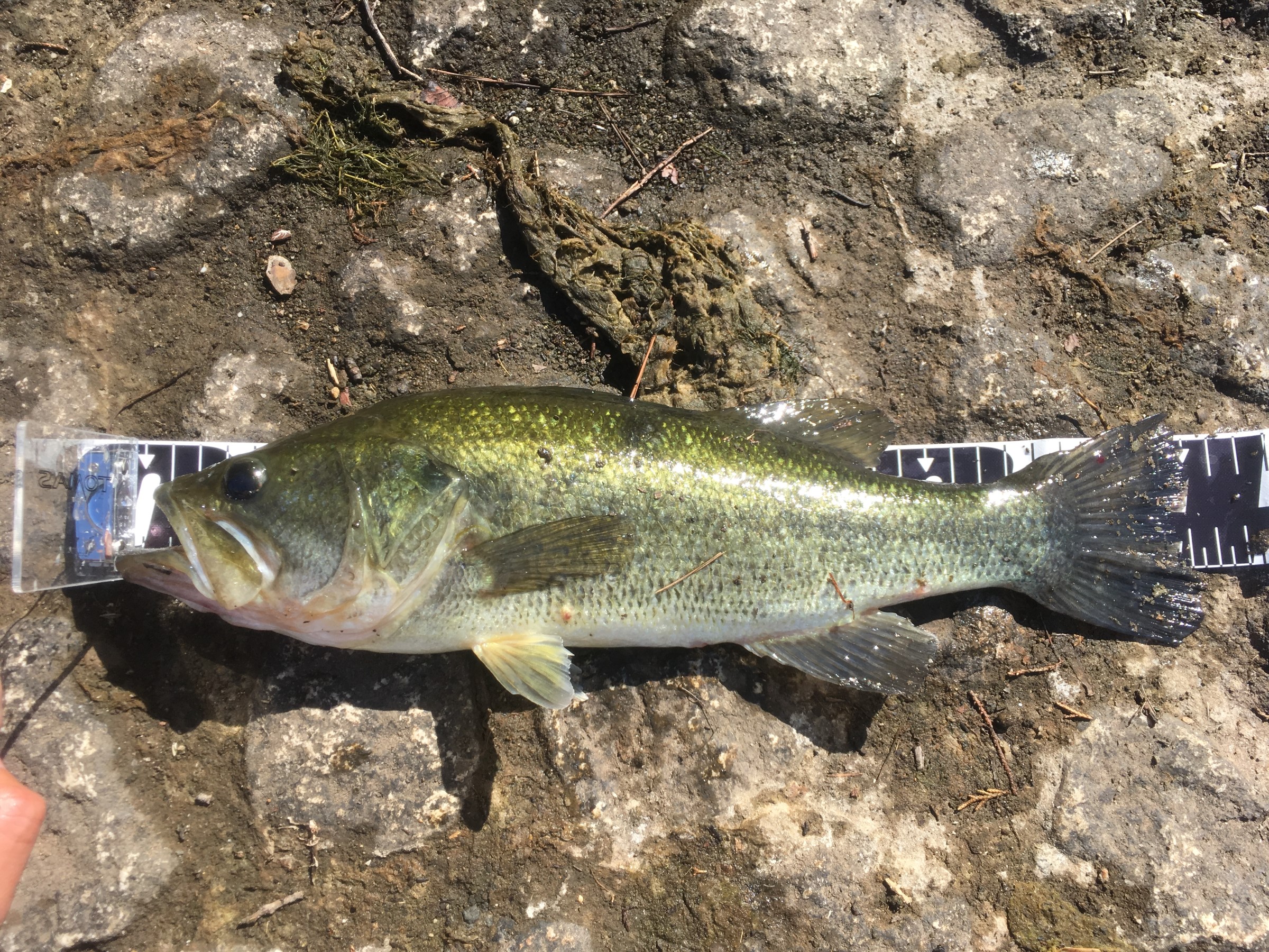 スタッフが撮影