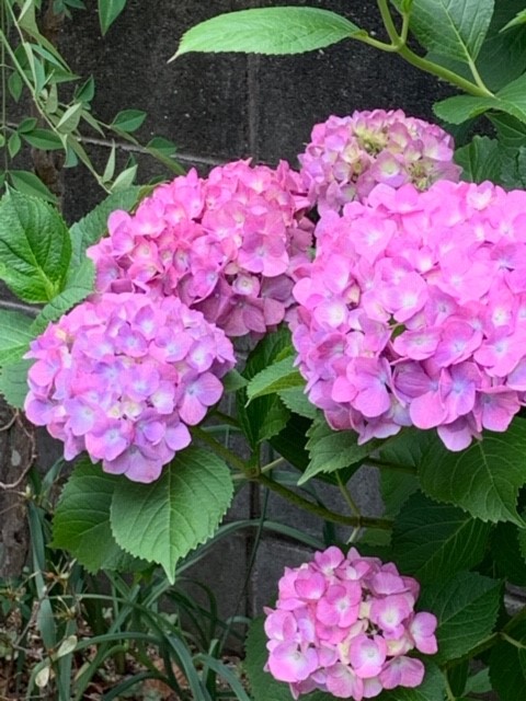 紫陽花