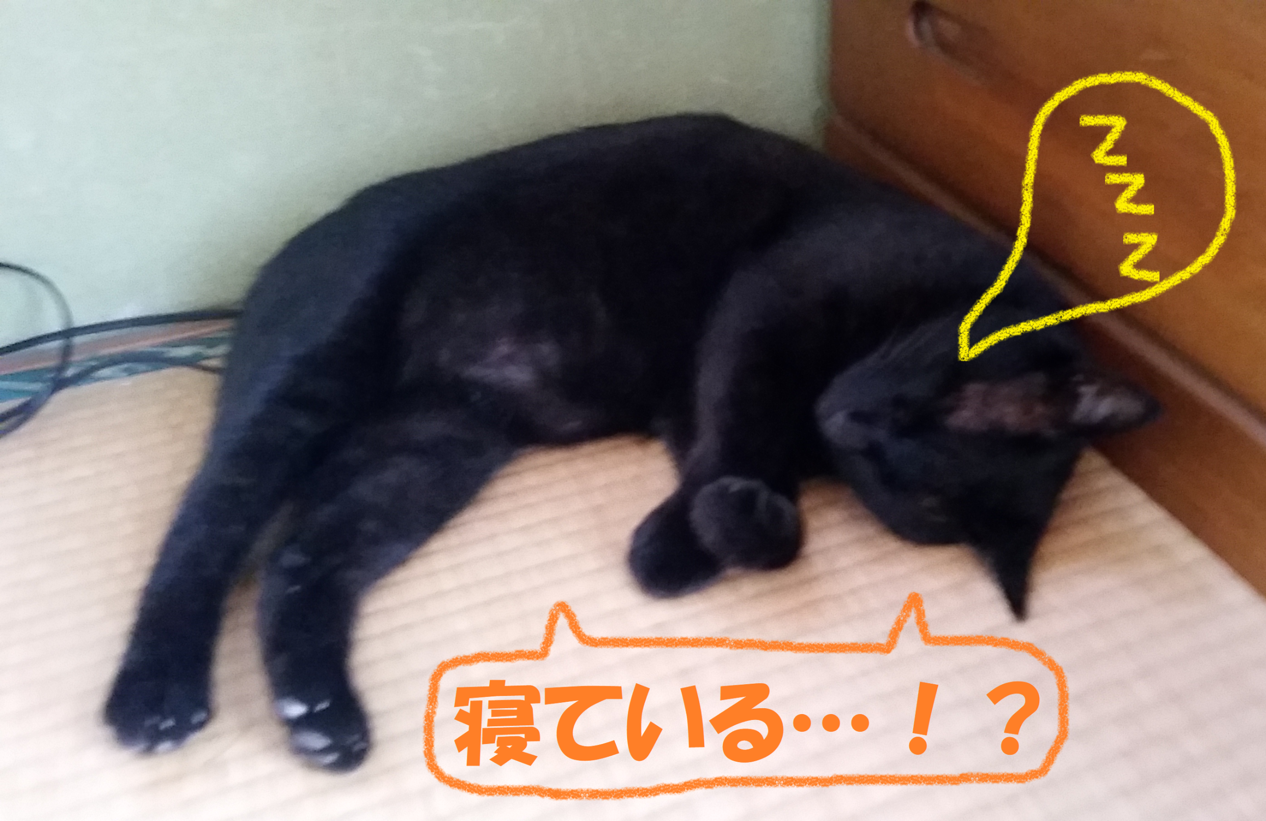 寝てるのか 家の猫さん 総和店の日常 タイヤ館 総和 茨城県のタイヤ カー用品ショップ タイヤからはじまる トータルカーメンテナンス タイヤ館グループ
